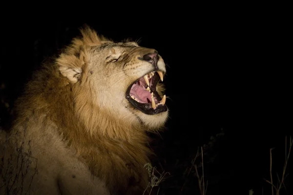 stock image Lion at night