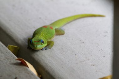 Giant day gecko clipart