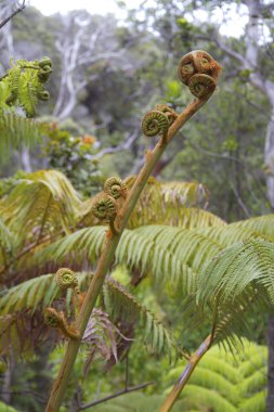 Unfolding fern clipart