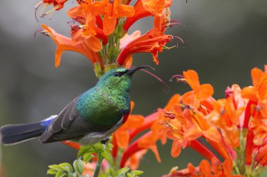 yakalı sunbird poz