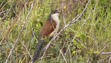 Bayağı coucal