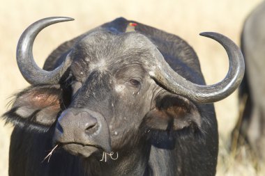 Grazing Buffalo clipart