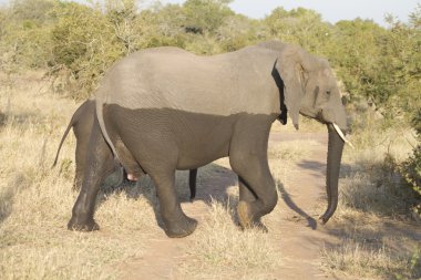 Half-wet elephant clipart