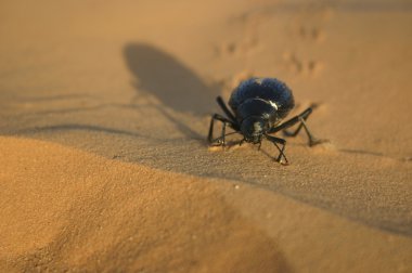 Beetle in desert clipart