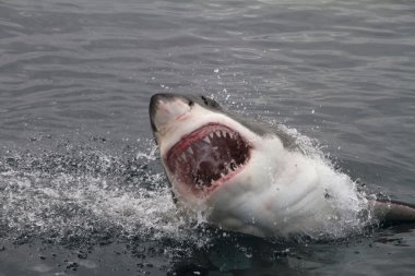 büyük beyaz köpekbalığı saldırısı