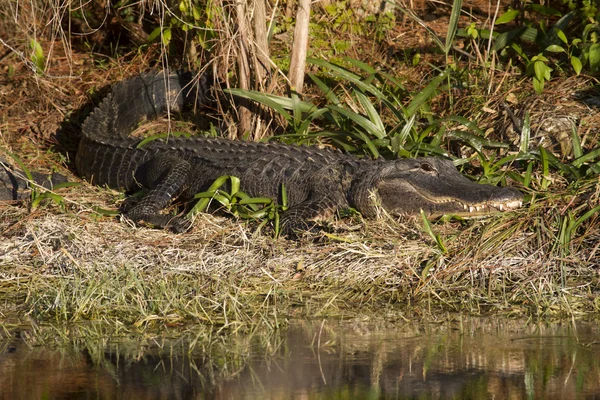 Alligator sonnt sich — Stockfoto