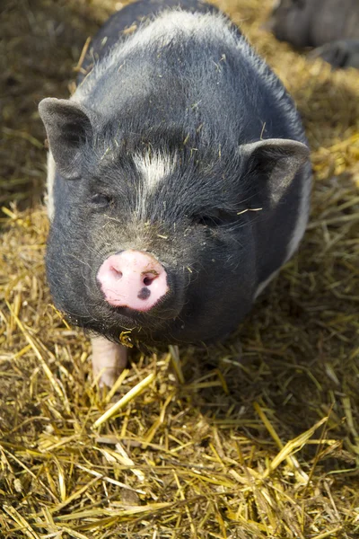 stock image Curious pig