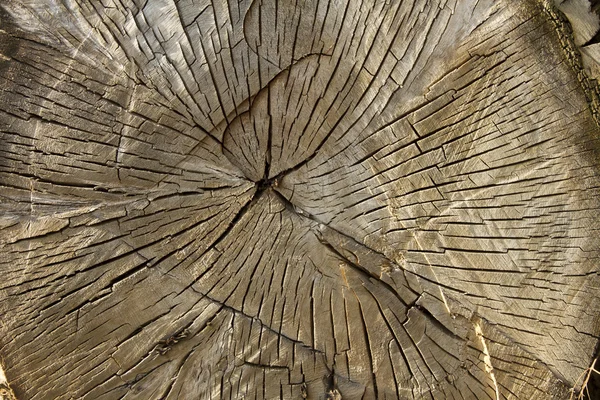 Пересечение большого дерева — стоковое фото