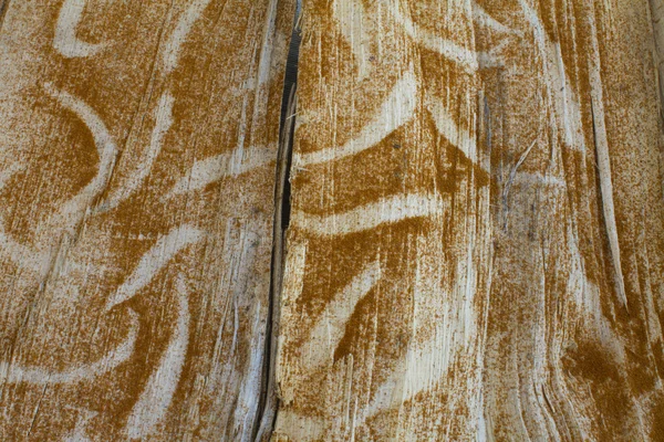 Wood with motive — Stock Photo, Image