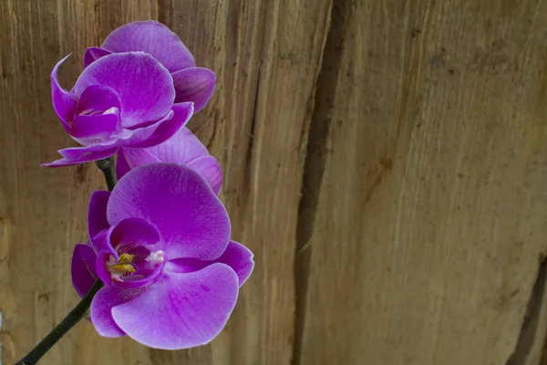 Lila Orchidee aus nächster Nähe — Stockfoto
