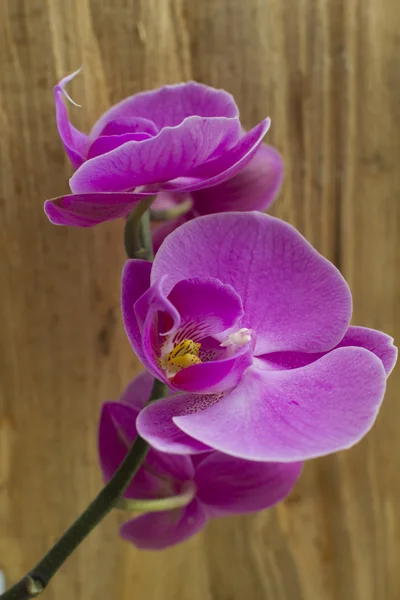 Fioletowa orchidea zbliżenie — Zdjęcie stockowe