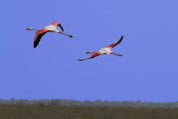 Flamingo's vliegen — Stockfoto