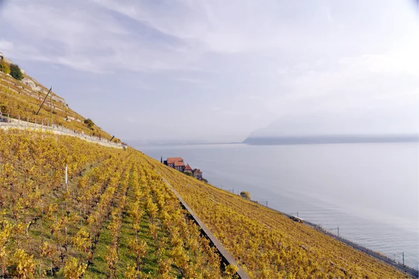 スイスのぶどう畑の眺望 — ストック写真