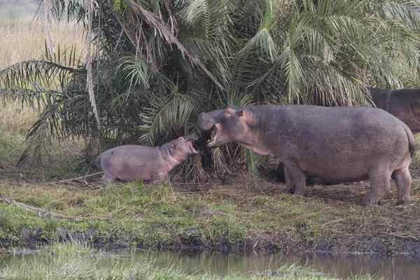 Hippo aile — Stok fotoğraf