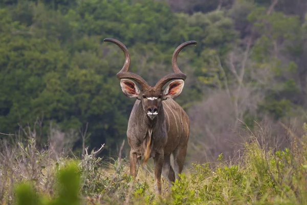 Kudu oglądania mnie — Zdjęcie stockowe
