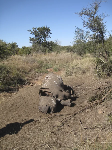 Rhino muerto — Foto de Stock