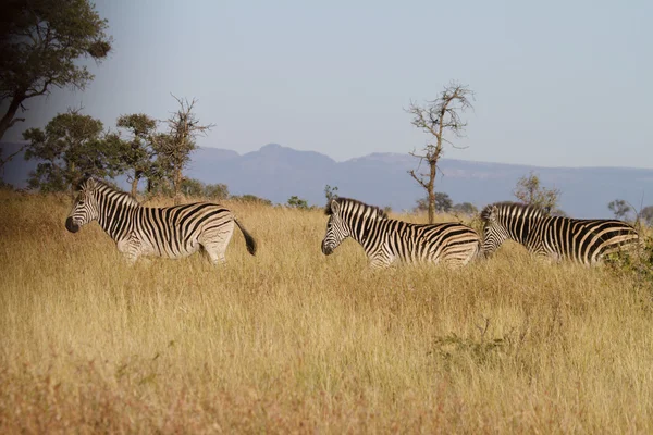 Zebra em uma linha — Fotografia de Stock