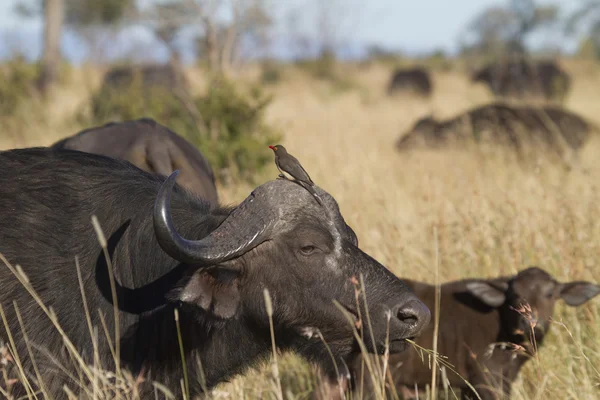 Bufalo e bufalo — Foto Stock