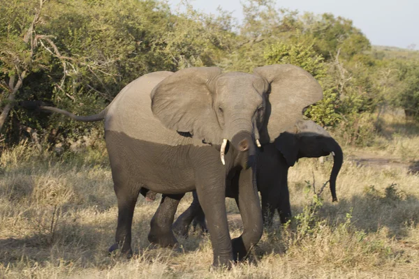 Полумокрый слон смотрит в камеру — стоковое фото