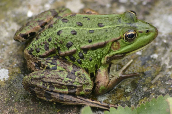 녹색 개구리 — 스톡 사진