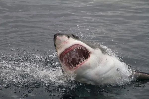 Atacar grande tubarão branco — Fotografia de Stock