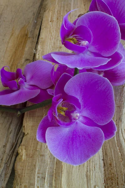 Lila Orchidee auf Holz lizenzfreie Stockfotos