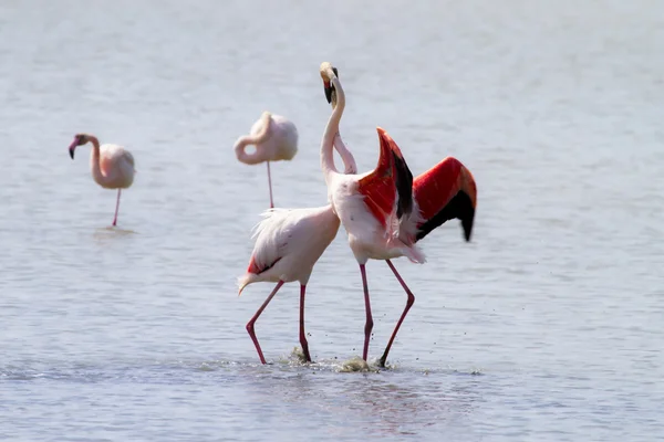 Dans eden flamingo Stok Fotoğraf