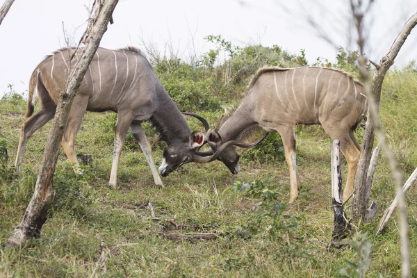 Kudu의 싸움 스톡 이미지