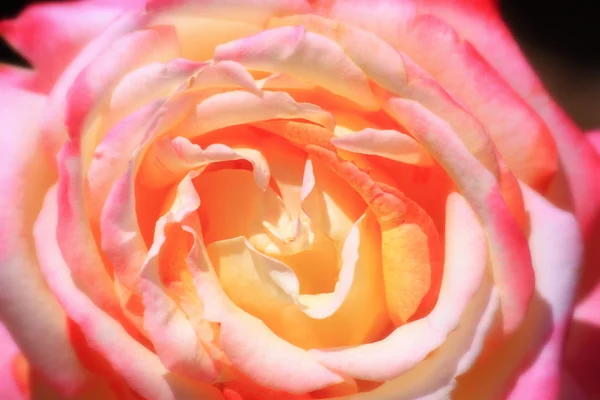 Springtime Rose — Stock Photo, Image
