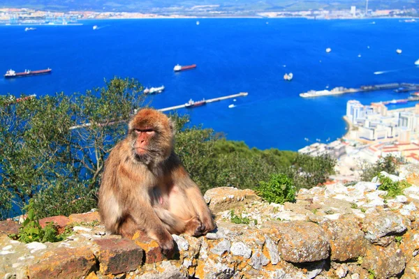 stock image Macaques, Gibraltar