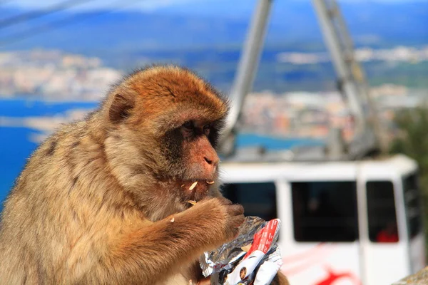 Macaques, Gibraltar Image En Vente