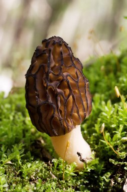 Black Morel Mushroom (Morchella) clipart