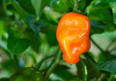 Habanero biber (Capsicum Chinense) bitki üzerinde