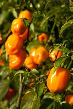 Habanero biber (Capsicum Chinense) bitki üzerinde