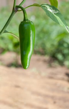 Jalapeno biber (Capsicum Annuum)