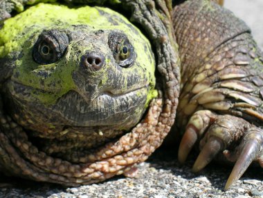 Common Snapping Turtle (Chelydra serpentina) clipart