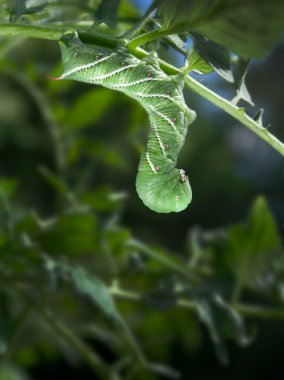 Tütün Hornworm (Manduca Sexta) domates bitki üzerinde