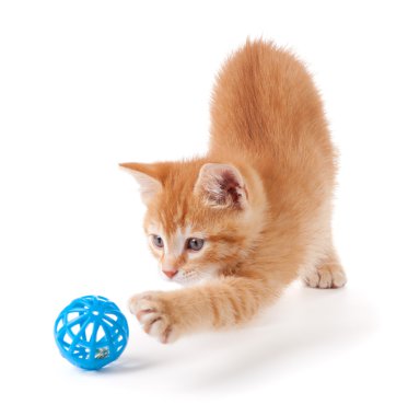 Cute orange kitten playing with a toy clipart