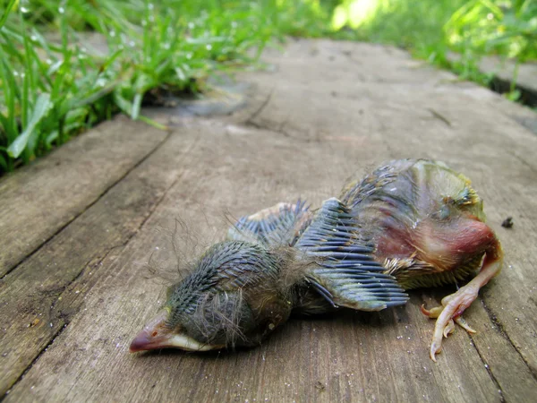 Dead Baby Robin Lying on a Wooden Board — Stock Photo, Image