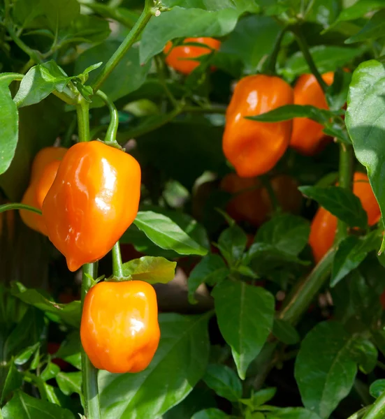 Pimentos Habanero (Capsicum Chinense) na Planta — Fotografia de Stock