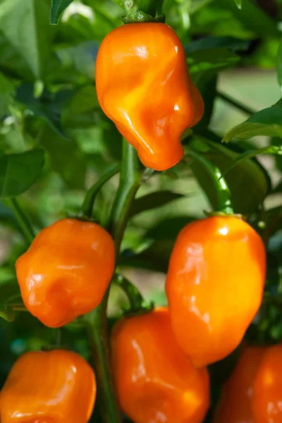 Habanero Peppers (Capsicum Chinense) pada tanaman — Stok Foto