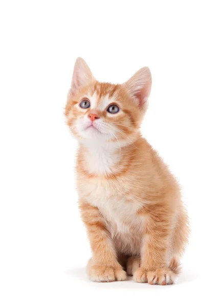 Симпатичный оранжевый котенок с большими лапами смотрит вверх — стоковое фото