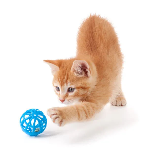 Χαριτωμένο γατάκι πορτοκαλί που παίζει με ένα παιχνίδι — Φωτογραφία Αρχείου