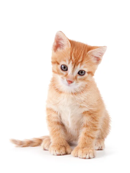 Lindo gatito naranja con patas grandes . Imágenes De Stock Sin Royalties Gratis
