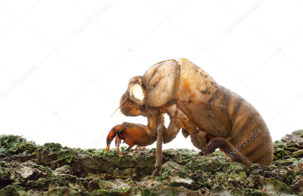 Cicada (Cicadidae) Skin clinging to a Tree