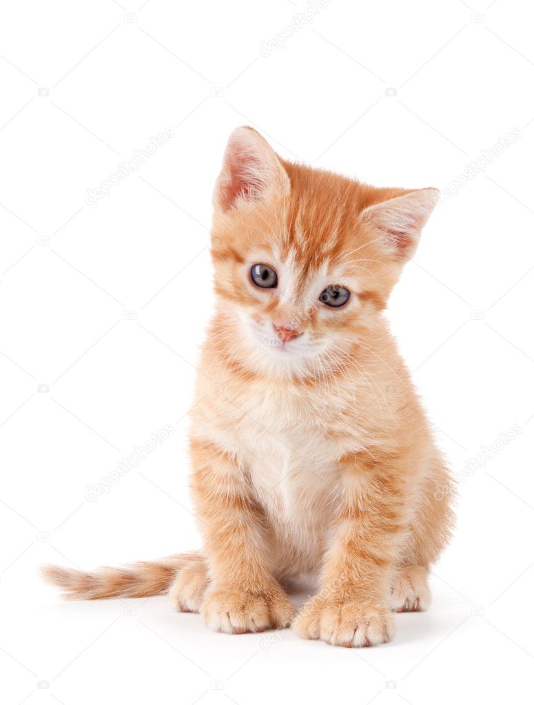 Cute orange kitten with large paws.