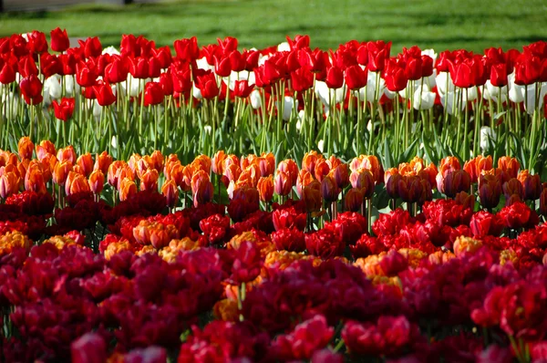 Tulipanes en el parque —  Fotos de Stock