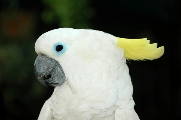 Білий какаду папуга — стокове фото
