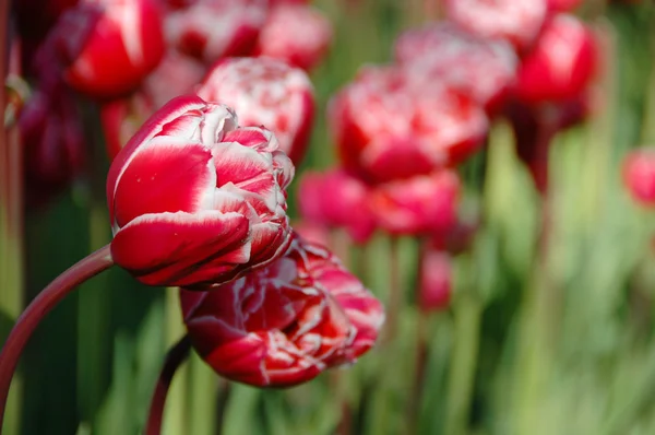 美丽的春天的郁金香 — 图库照片