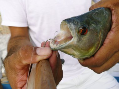 Piranha caught on hook clipart